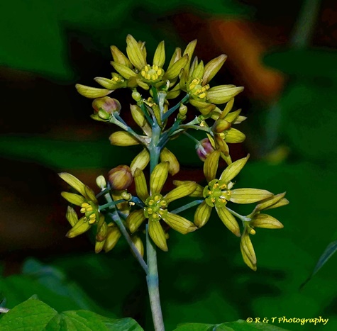 {Caulophyllum thalictroides}